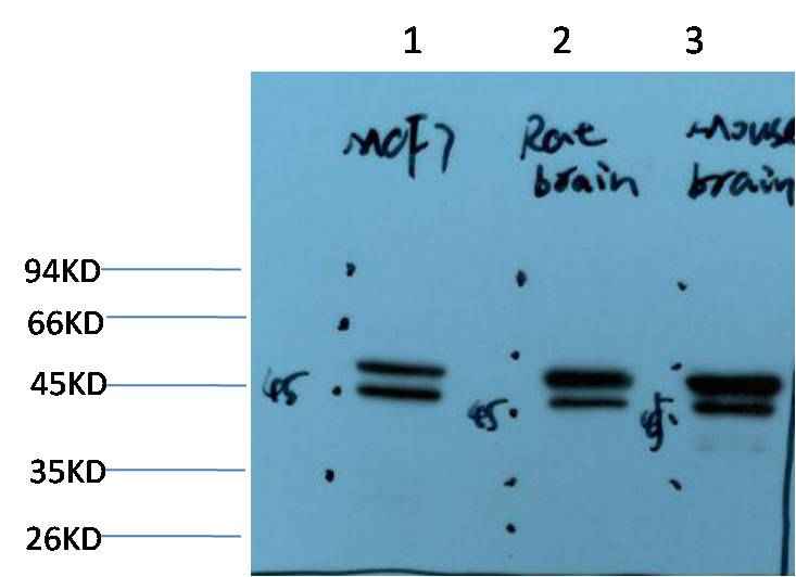 Epsilon Tubulin (2B3) Mouse mAb