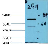 Luciferase (2G11) Mouse mAb