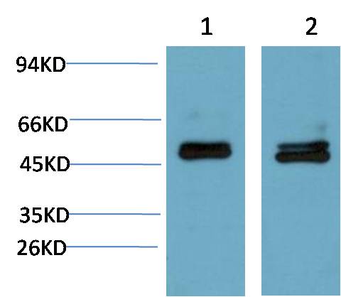 Smad3 (4C9) Mouse mAb 50µL/100µL