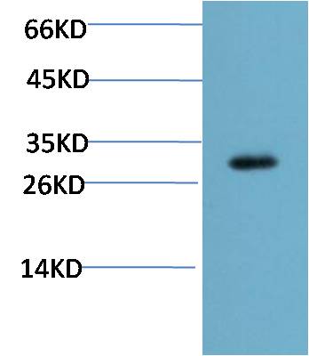 CHOP (2B1) Mouse mAb 50µL/100µL