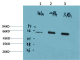 AMPKα1 (9G3) Mouse mAb