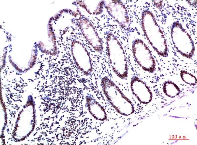 HP-1γ (3B9) Mouse mAb