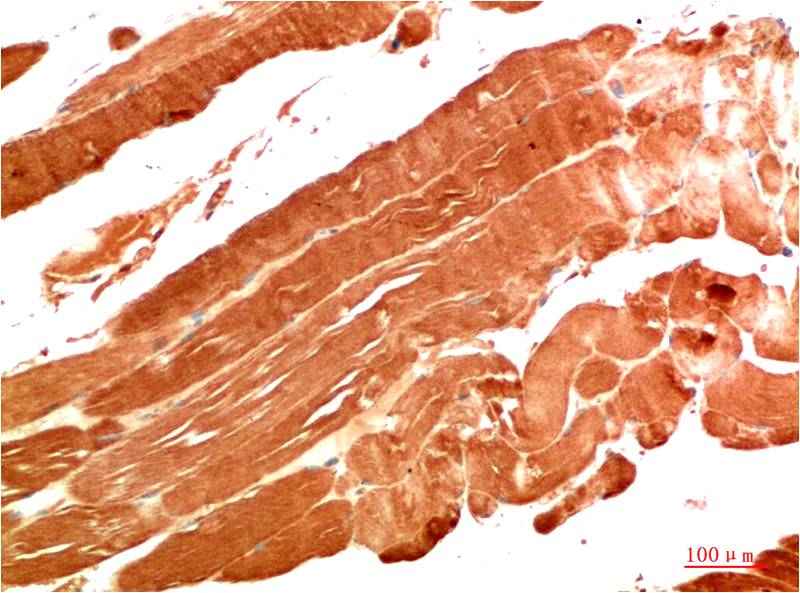 NBR1 (7C3) Mouse mAb