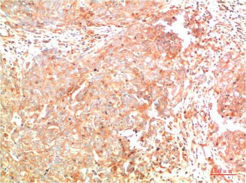 ATG7 (3D6) Mouse mAb