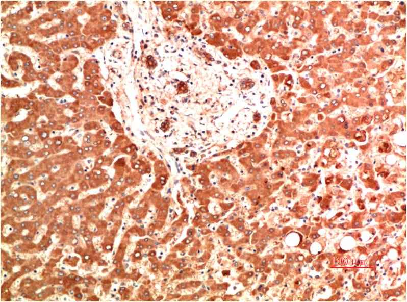 Collagen IV (5C9) Mouse mAb