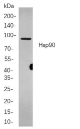Anti-Human/Mouse/Rat Hsp90 Antibody [B866]