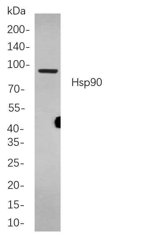 Anti-Human/Mouse/Rat Hsp90 Antibody [B866] - ABMIUM