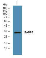 PABP2 rabbit pAb