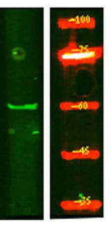 KCNS1 rabbit pAb