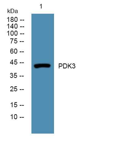 PDK3 rabbit pAb