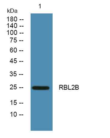 RBL2B rabbit pAb