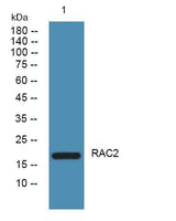 RAC2 rabbit pAb