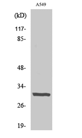 Adiponectin rabbit pAb 50µL/100µL