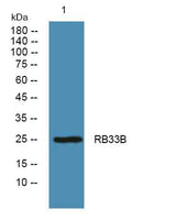 RB33B rabbit pAb