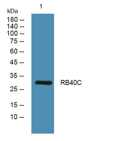 RB40C rabbit pAb