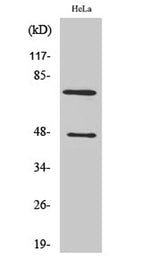 Cleaved-C1s HC (R437) rabbit pAb 50µL/100µL