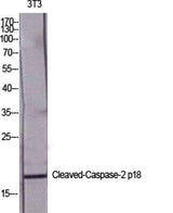 Cleaved-Caspase-2 p18 (G170) rabbit pAb