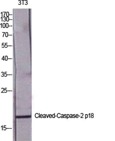 Cleaved-Caspase-2 p18 (G170) rabbit pAb