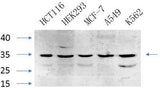Caspase-7 rabbit pAb