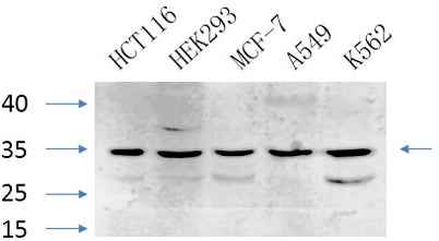 Caspase-7 rabbit pAb