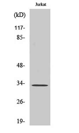 Cleaved-Cathepsin A 32k (R326) rabbit pAb