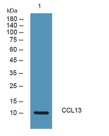 CCL13 rabbit pAb