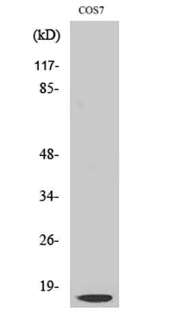 Cleaved-Cathepsin D LC (G65) rabbit pAb