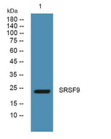 SRSF9 rabbit pAb