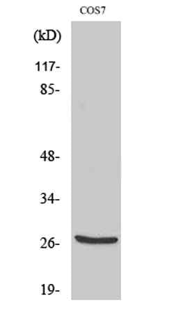 Cleaved-Cathepsin Z (L62) rabbit pAb
