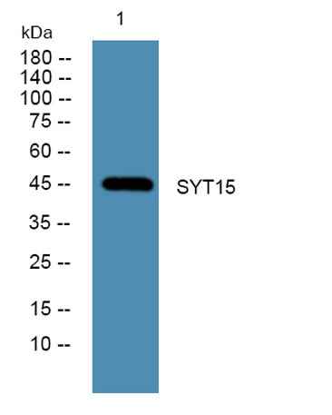 SYT15 rabbit pAb