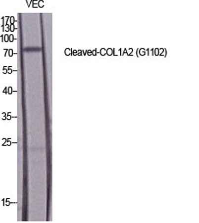 Cleaved-COL1A2 (G1102) rabbit pAb