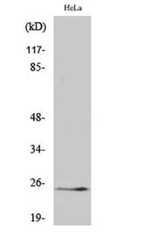 Cleaved-KLK11 (I54) rabbit pAb