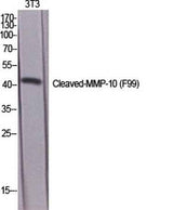 Cleaved-MMP-10 (F99) rabbit pAb