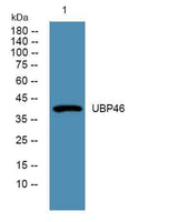 UBP46 rabbit pAb