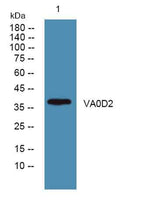 VA0D2 rabbit pAb