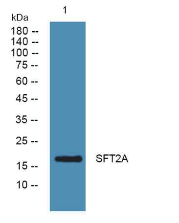 SFT2A rabbit pAb