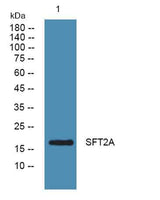 SFT2A rabbit pAb