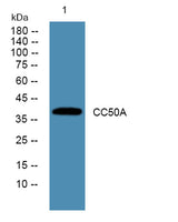CC50A rabbit pAb 50µL/100µL