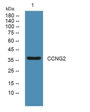 CCNG2 rabbit pAb