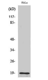 Cleaved-Thrombin APII (R327) rabbit pAb