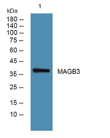 MAGB3 rabbit pAb