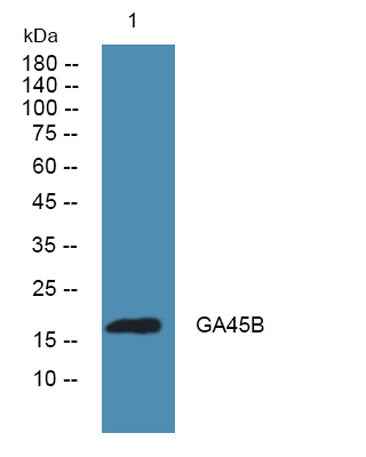 GA45B rabbit pAb