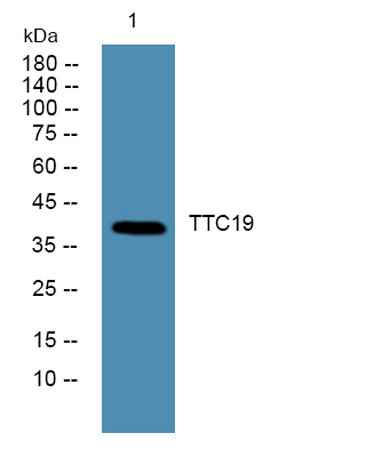 TTC19 rabbit pAb