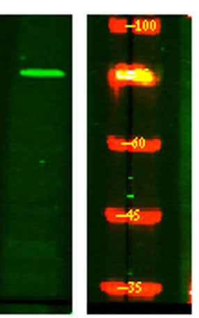 NUFP2 rabbit pAb