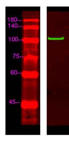 MYCD rabbit pAb