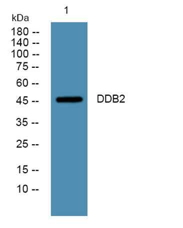 DDB2 rabbit pAb