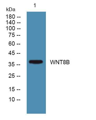 WNT8B rabbit pAb