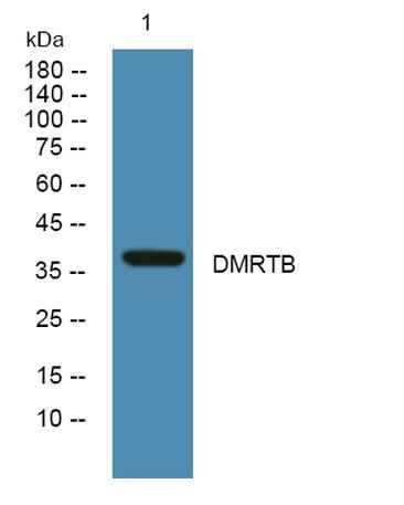DMRTB rabbit pAb