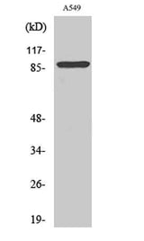 Cleaved-Integrin αV HC (K889) rabbit pAb