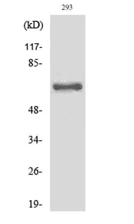 Cleaved-ITI-H2 (D702) rabbit pAb